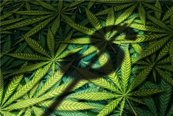 Shares Up as Cannabis Company Launches Discreet Patch Products 